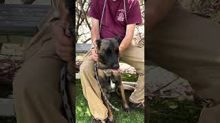 Video preview image #1 Mutt Puppy For Sale in Pasadena, CA, USA