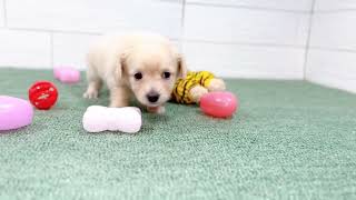 ハーフ犬の動画01