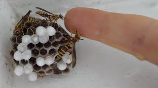 My Pet Wasps New Home