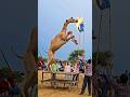आ ग से खेलता ऊंट का बच्चा Camel Unt Cameldance