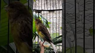 Download lagu KENARI malas bunyi, Terapi untuk kenari masteran canary #canarysingtraining #kanareyka #canário mp3