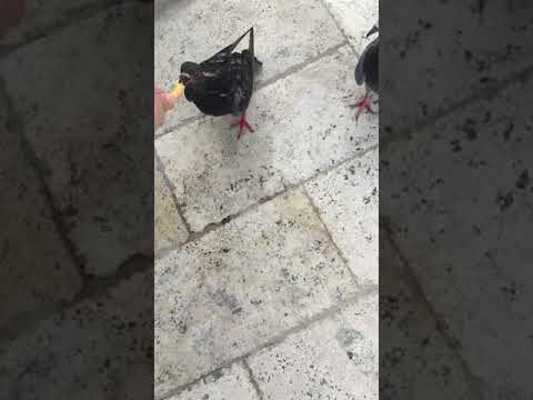 Feeding pigeons July 18, 2019