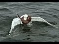 Weasel Vs Seagull - YouTube