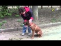 Дрессировка собак, риджбек, использование бинта при обучении апортировке 