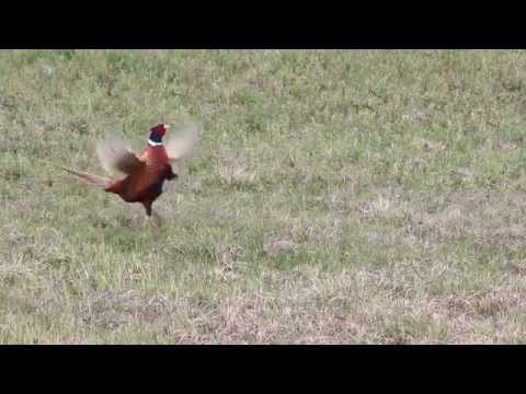 Tokujący Bażant ( Pheasant )