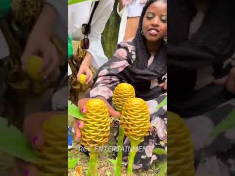 カンムリトーチリリー 植物