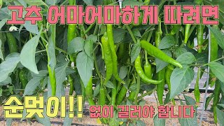 무더위에 순멎이가 오지 않도록 신경써주세요!!!! 고추 농사 잘 짓는 법!!