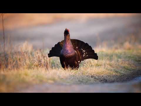 Korpimetso, Rackelhahn. 4K SDR.
