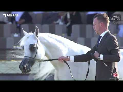 N 159 HAMAMAT AL SHAHANIA   Katara Int  Arabian Horse Festival 2023   Mares 7 10 Years Old Class 8B