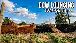 Cows Lounging by the Fence Under a Beautiful Blue Sky | Texas Farm Life 🐄☀️