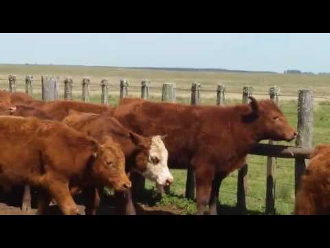 Estancia Santander  69 terneros sobre año Red Angus y caretas colorados