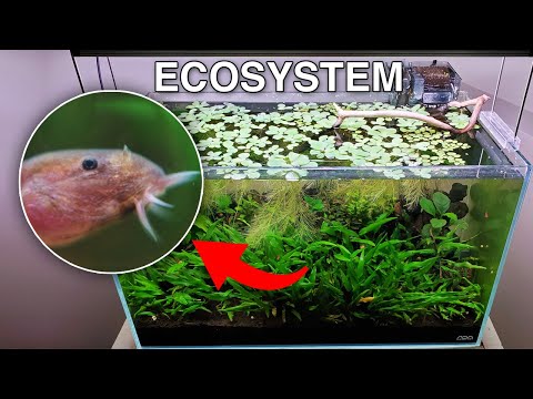 the creatures living in my no water change ecosystem fish tank