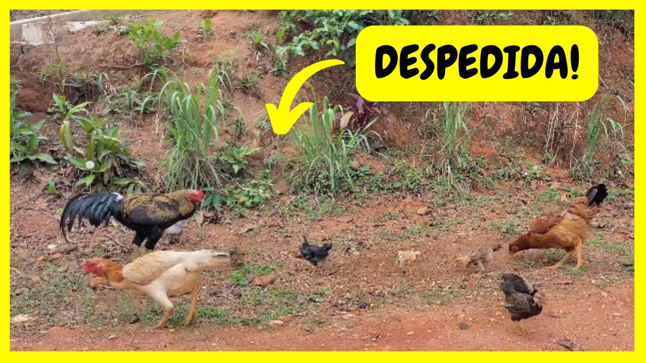 Tive que Acabar com as Galinhas Caipiras na Chácara | Gutejando