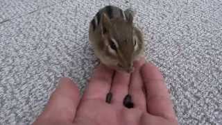 preview picture of video 'Canada Chipmunk. Канадский бурундучок.'