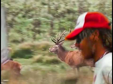 Buckaroo
