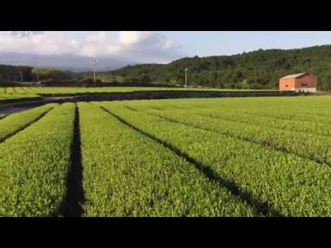 Green tea plantation and Mt. Fuji, Japan
