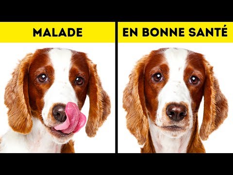 10 Signes Alarmants Qui Indiquent Que Ton Animal Crie à au Secours