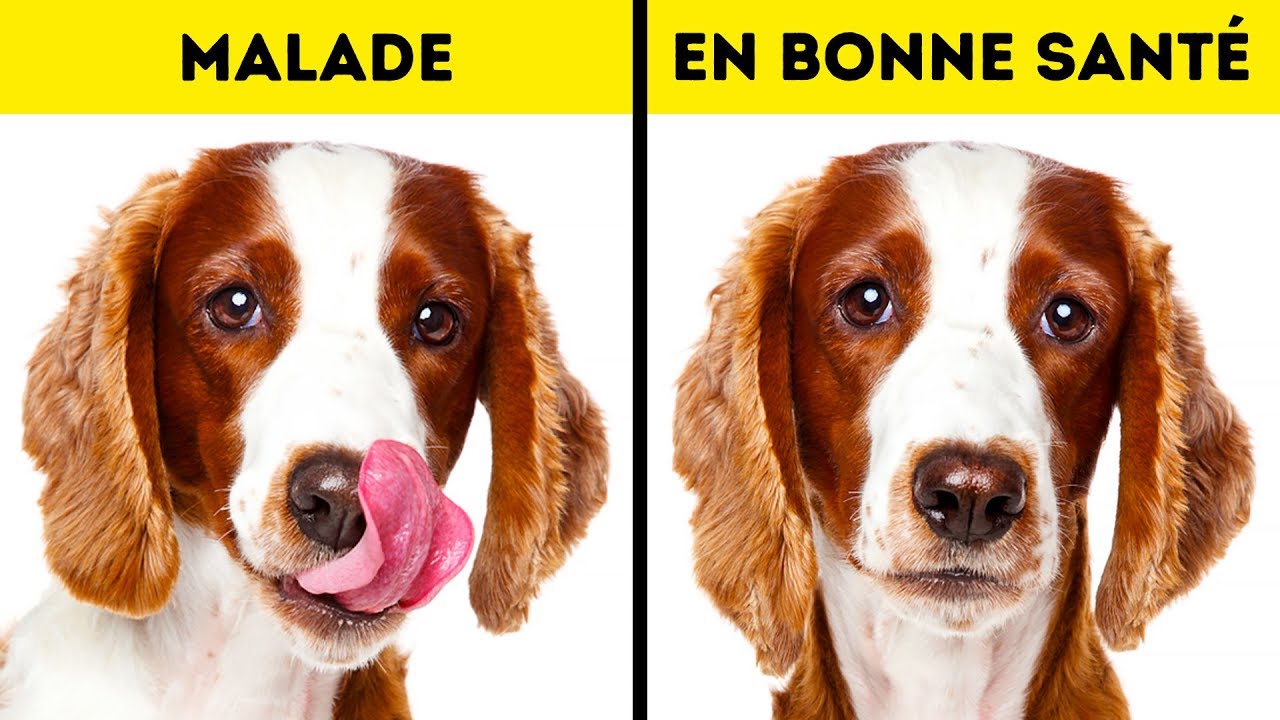 10 Signes Alarmants Qui Indiquent Que Ton Animal Crie à au Secours