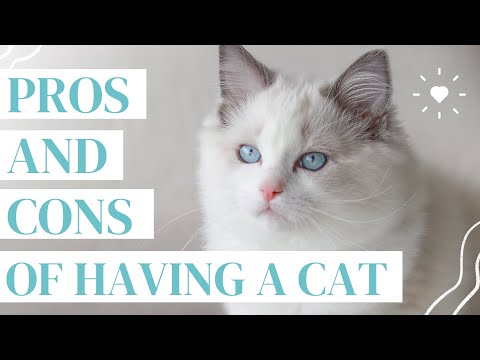 Planning to Get a Cat? Watch This Video First…