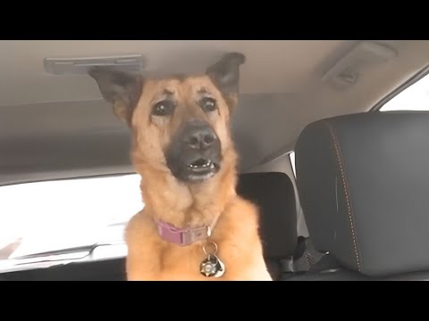 Un chien berger allemand réalise soudainement qu'il est chez le vétérinaire🤣