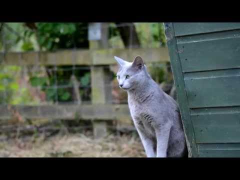 Requiem for Shoskat and Zarina