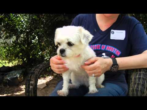 Chili, an adopted Maltese in Houston, TX_image-1