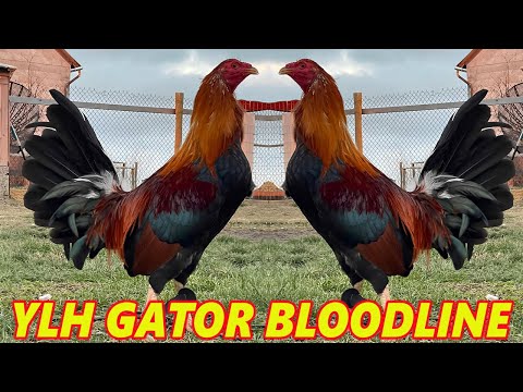 Yellow Leg Hatch Gator Kelso Roundhead Sweater Asil - RED NEWARK FARM