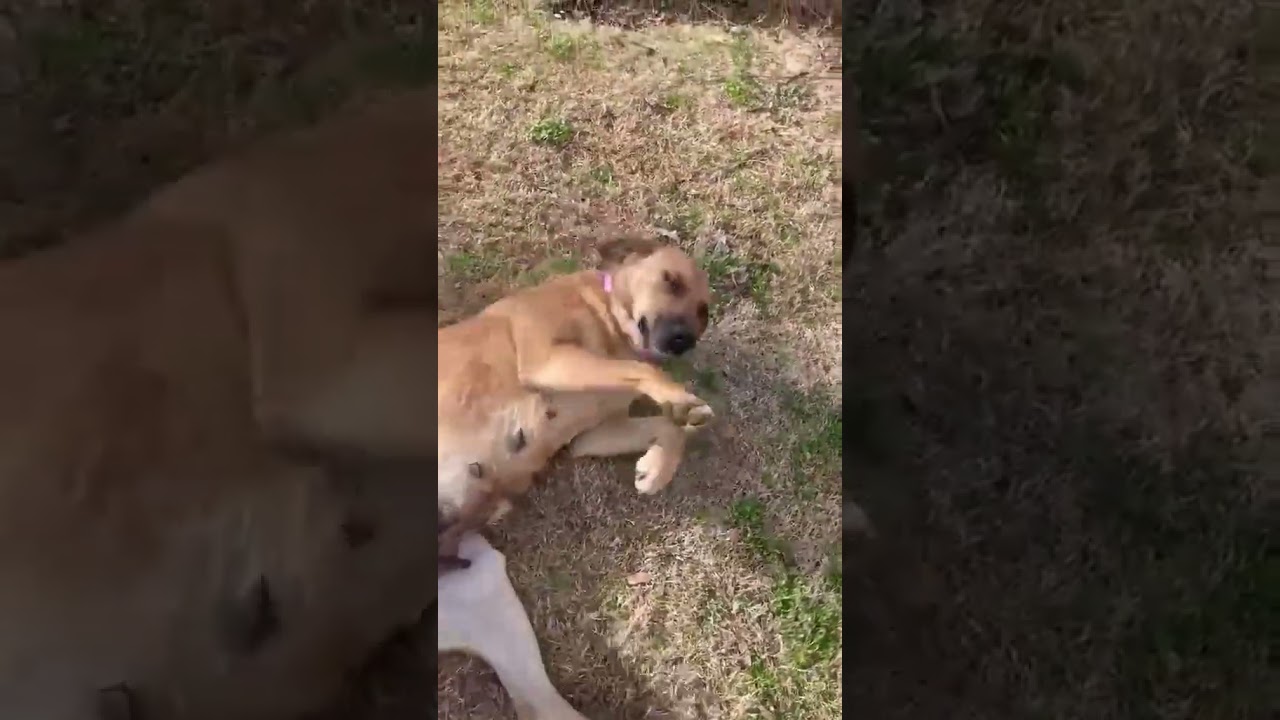 Enlarge CJ, a ADOPTABLE mixed breed in Hopkinton, MA video 4/6