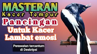 Download lagu Masteran kacer tempur.pancingan untuk kacer lambat emosi mp3