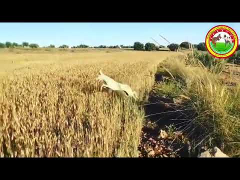 Lance de cachorra de Podenco Andaluz a conejo.