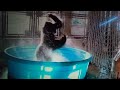AFV Season 3 Episode 4 Edit