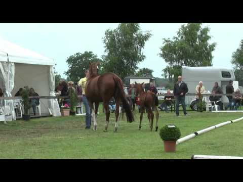 Sudweyher Fohlenschau 2013 - Kat.-Nr. 63