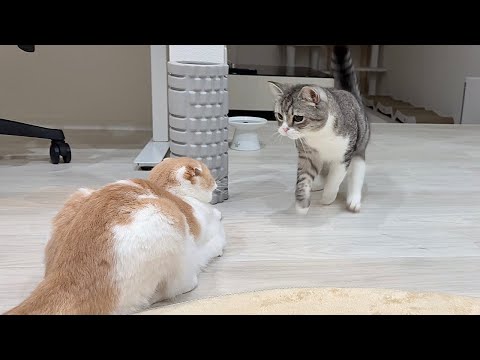 夜中に弟と遊びたくて誘ってみたらまさかの反応が返ってきて兄猫がこうなっちゃいました…