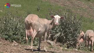 ΚΡΟΥΣΜΑ ΑΦΘΩΔΟΥΣ ΠΥΡΕΤΟΥ ΣΤΗΝ ΛΕΣΒΟ - ΕΝΗΜΕΡΩΣΗ ΚΤΗΝΟΤΡΟΦΩΝ ΑΠΟ ΤΗΝ ΠΕΡΙΦΕΡΕΙΑ ΘΕΣΣΑΛΙΑΣ 18 03 2026