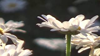 NANA MOUSKOURI, New Images, OVER AND OVER + Lyrics