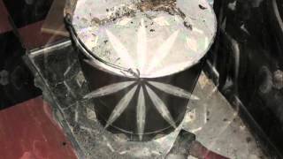 The White Plague (poem) (Steve Kilbey Earthed)