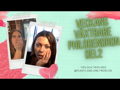 VECKANS VÄXTBABE | PHILODENDRON DEL 2 @PLANTS.AND.ONE. FRENCHIE. Det stora skötselavsnittet
