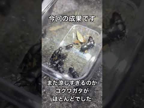 バイオデータサイエンス学科 🌙夜の山でクワガタ探し🪲✨大学生の自然体験！