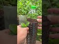 easy technique for planting mint leaves in narrow land - agriculture - farming #shorts