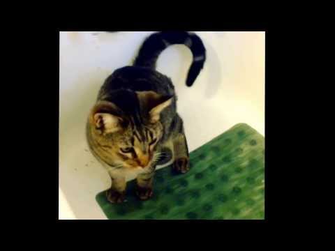 My cat love to pee in the bath tub.