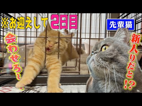 【まじ？】出会って2日目なのに仲良くなりすぎて子猫がケージ生活を断念