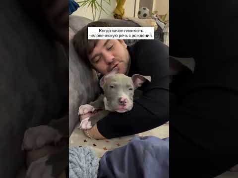 умная собачка#собака #любовь #интересно #дружба #жизнь