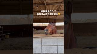赤城乗馬クラブのお馬さんが賢くて可愛いすぎる😍