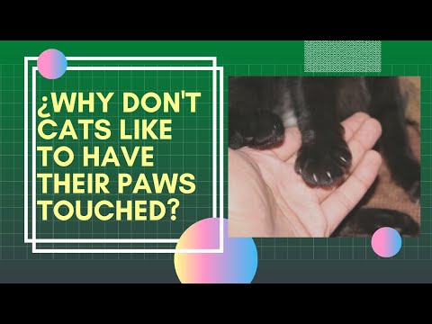 🐱👎¿Why Don't Cats Like To Have Their Paws Touched?