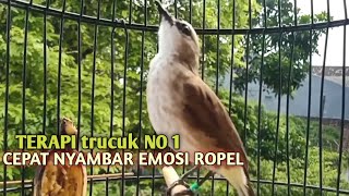 Download lagu Trucuk BETINA memanggil Jantan Suara Birahi Ngecuplik 100% pancingan trucukan gacor agar BUNYI EMOSI mp3 Download lagu Trucuk BETINA memanggil Jantan Suara Birahi Ngecuplik 100% pancingan trucukan gacor agar BUNYI EMOSI mp3