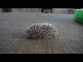 A little baby hedgehog squeaking.