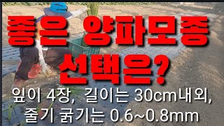 양파 모종 사서 심는게 낫것냐?사다먹는게 낫것냐?How to choose onion seedlings