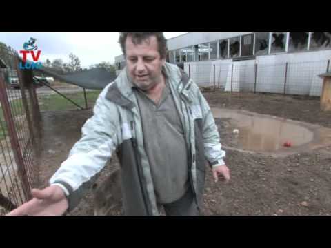 Macola oženio prasca Bubija