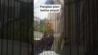 Download lagu 🐦 Pleci Betina Gacor Buat Mancing Jantan – Dijamin Langsung Bunyi! mp3