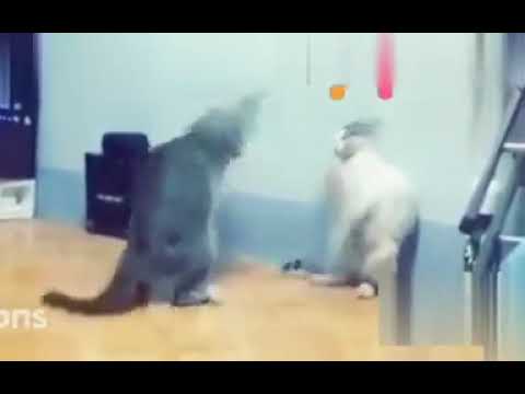 Cat fighting very funny whatsapp status